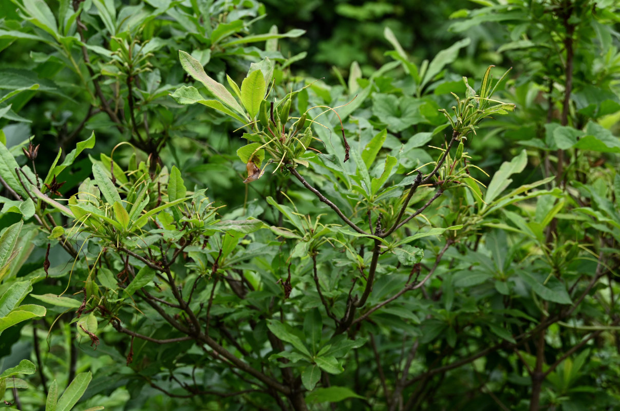 Image of Rhododendron luteum specimen.