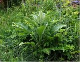 Inula helenium. Вегетирующее растение, отрастающее после зимовки. Московская обл., Раменский р-н, окр. дер. Хрипань, садовый участок. 03.06.2023.