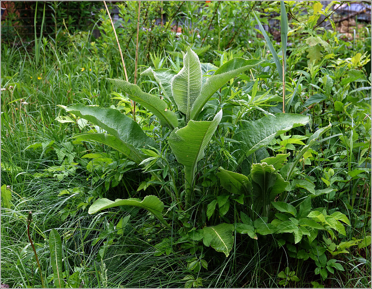 Image of Inula helenium specimen.