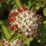 Physocarpus opulifolius