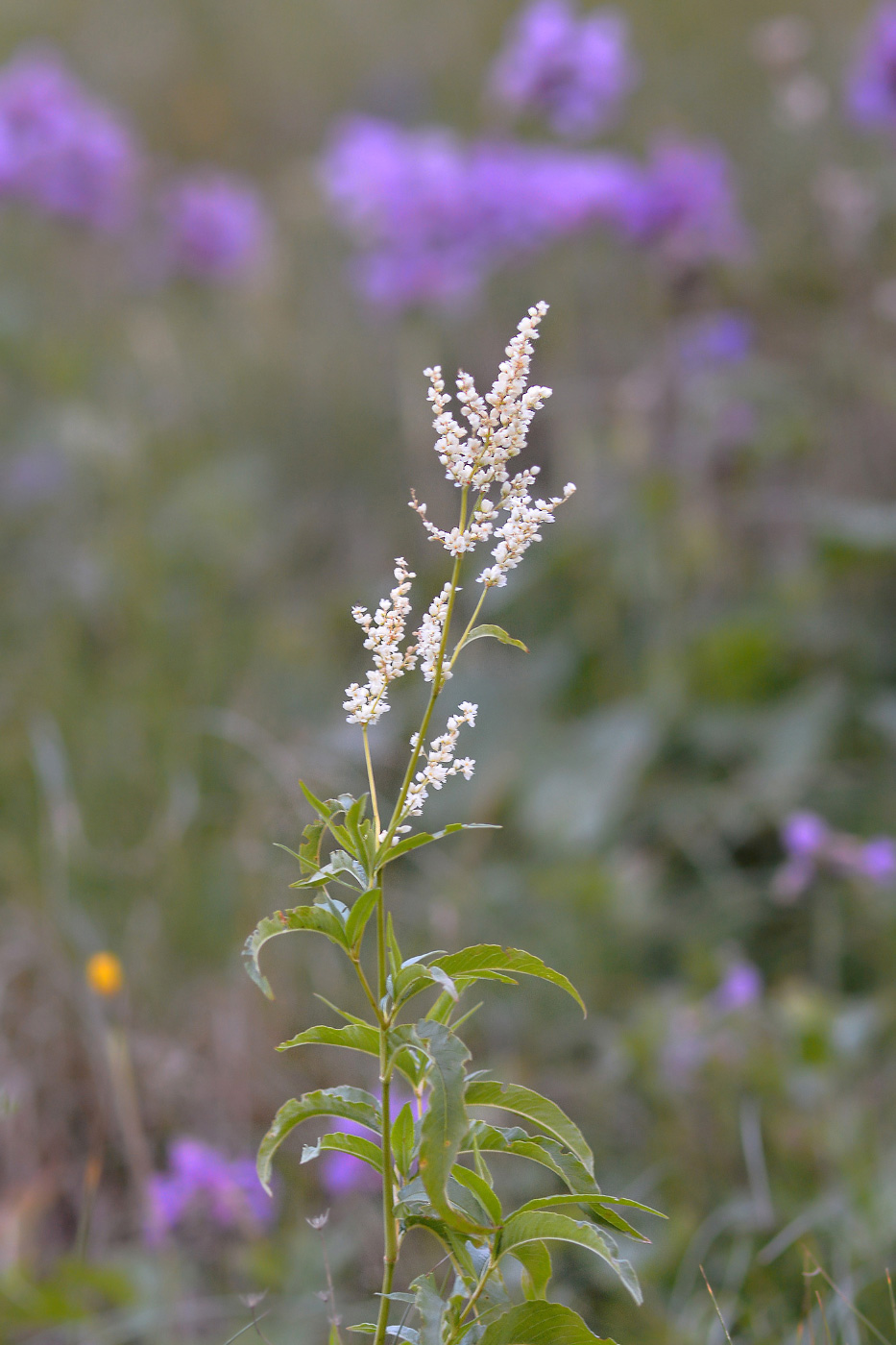 Изображение особи Aconogonon alpinum.