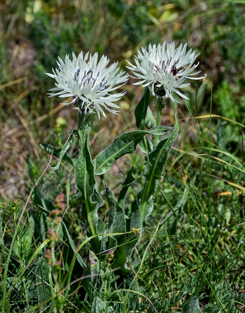 Изображение особи Centaurea cheiranthifolia.