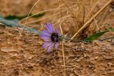 Catananche caerulea. Соцветие. Марокко, обл. Драа - Тафилалет, окр. г. Тингир, ущелье Тодра, на скале. 02.01.2023.