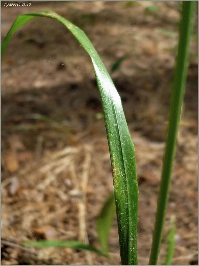 Изображение особи Calamagrostis arundinacea.