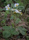 Fragaria moschata. Цветущее растение с жуками на цветке. Пермский край, Кунгурский р-н, окр. дер. Дейково, окр. ур. Греховская гора, опушка в сосновом бору. 04.06.2023.