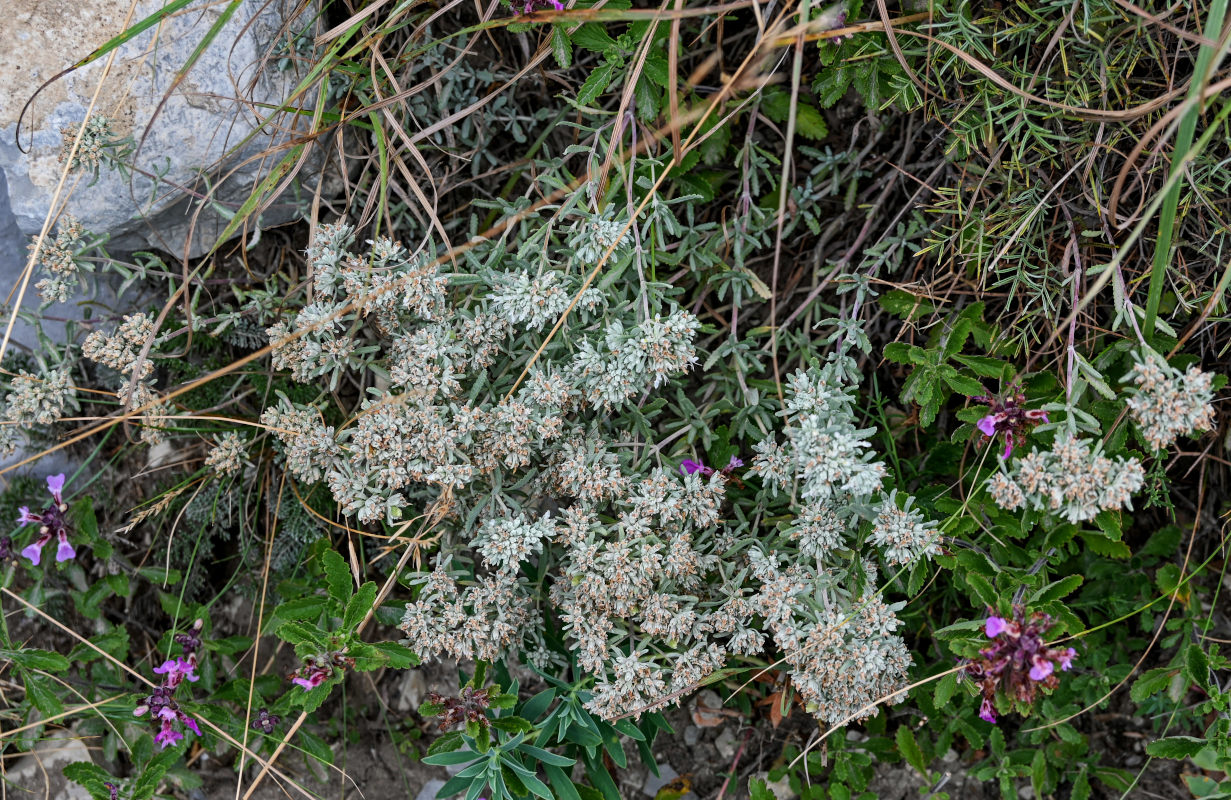 Изображение особи Teucrium capitatum.