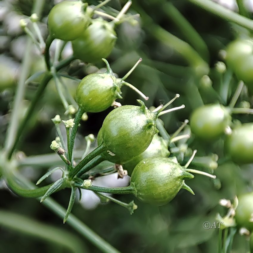 Image of Coriandrum sativum specimen.