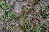 Erodium cicutarium