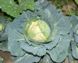 Brassica oleracea разновидность capitata. Кочан, повреждённый насекомыми. Узбекистан, г. Андижан, частный двор, в культуре. 05.07.2023.