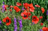 род Papaver. Верхушки побегов с цветками (рядом видны соцветия Delphinium). Грузия, Самцхе-Джавахети, окр. г. Ахалцихе, окраина поля. 14.06.2023.