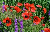 род Papaver. Верхушки побегов с цветками (рядом видны соцветия Delphinium). Грузия, Самцхе-Джавахети, окр. г. Ахалцихе, окраина поля. 14.06.2023.