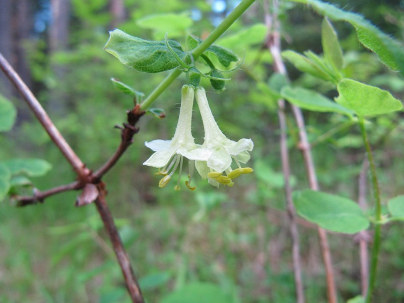 Image of Lonicera × subarctica specimen.