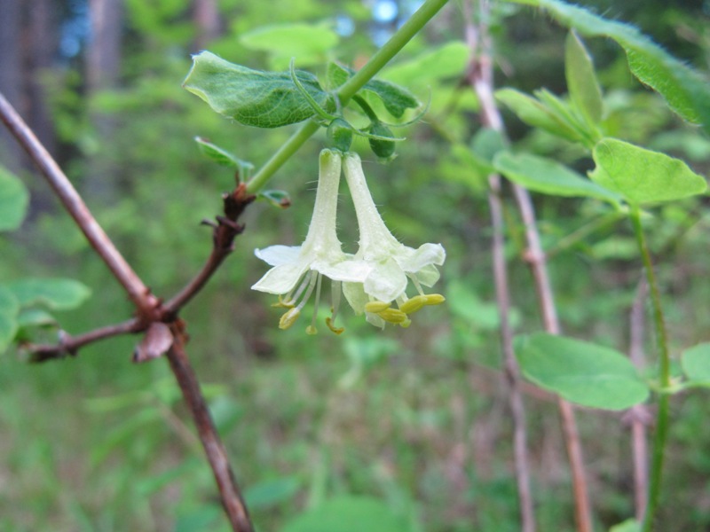 Изображение особи Lonicera &times; subarctica.