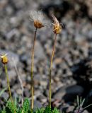 genus Dryas. Плоды. Красноярский край, Таймырский Долгано-Ненецкий р-н, плато Путорана, долина р. Кутарамакан, каменистый пляж. 25.07.2023.