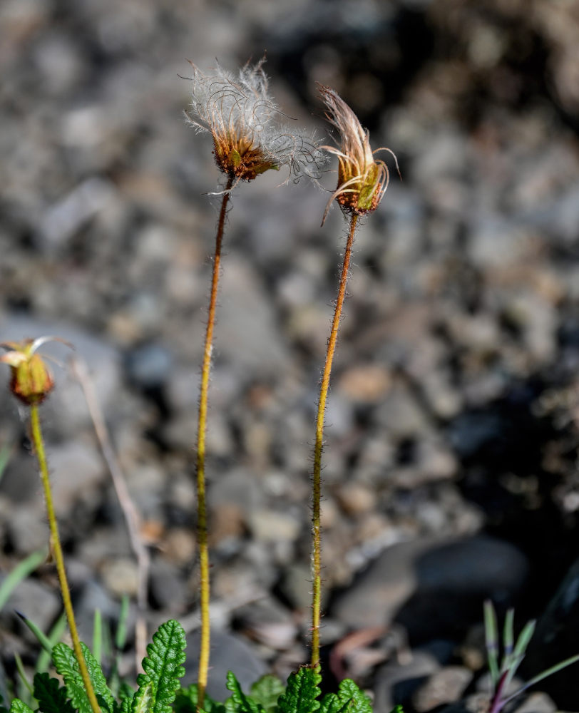 Image of genus Dryas specimen.