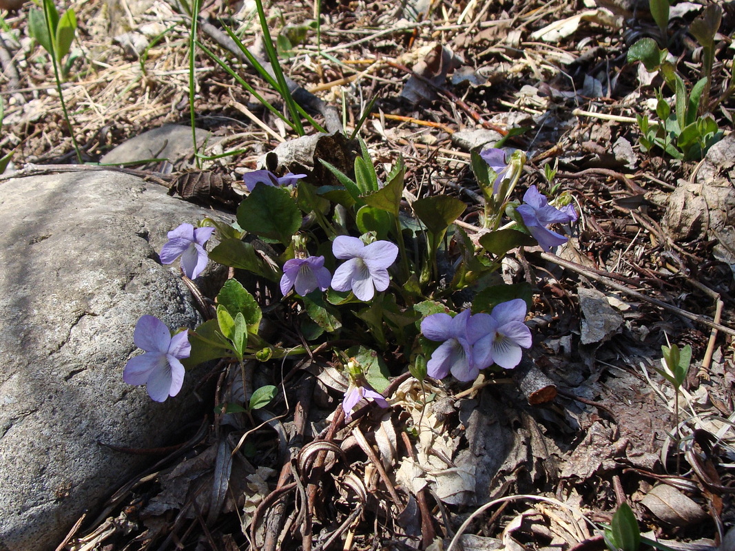 Image of Viola sacchalinensis specimen.