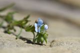 Lappula squarrosa