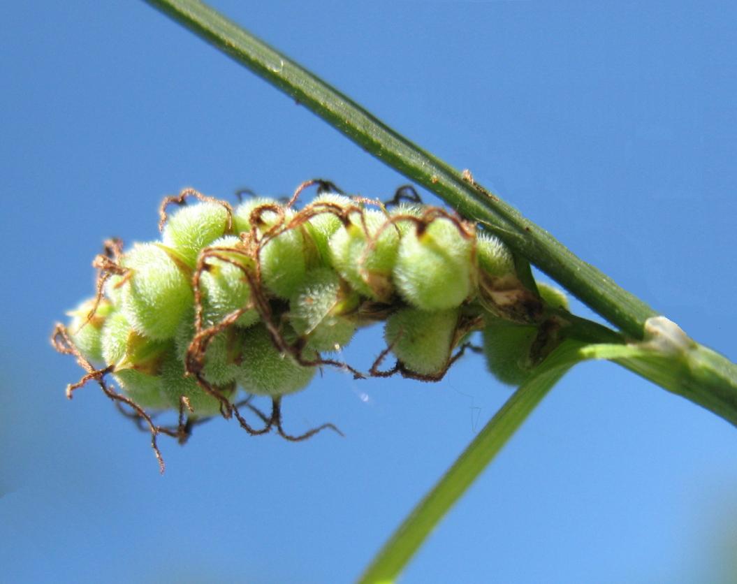 Image of Carex tomentosa specimen.