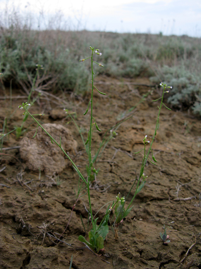 Image of Goldbachia pendula specimen.