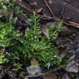 class Bryopsida