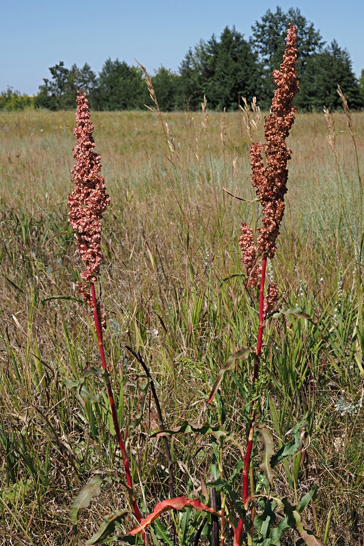 Image of Rumex crispus specimen.