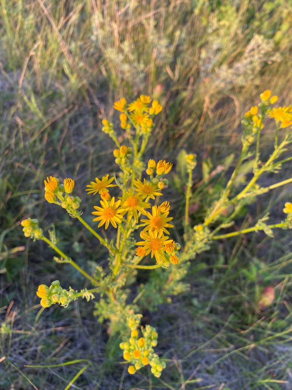 Image of Senecio jacobaea specimen.