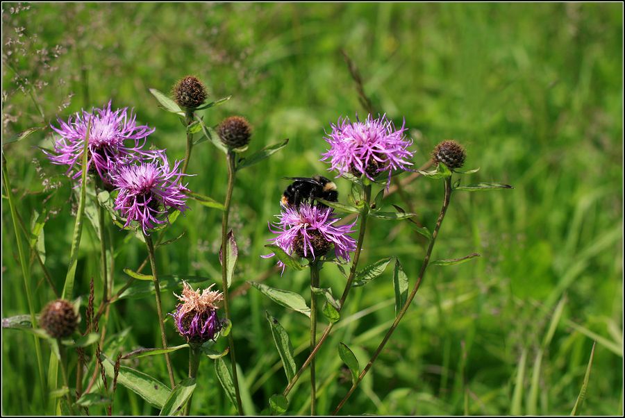 Image of Centaurea phrygia specimen.