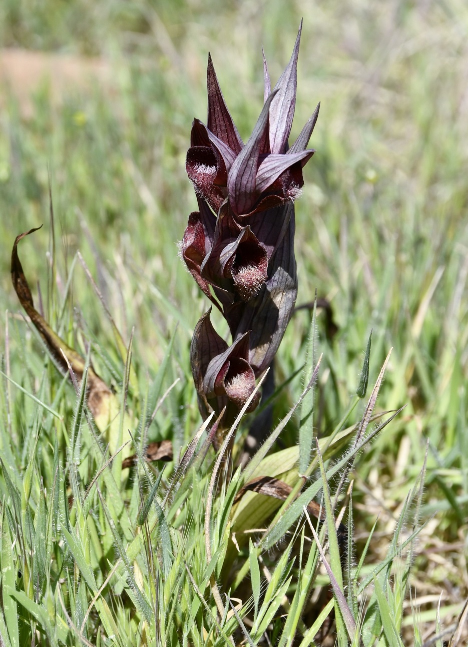 Изображение особи Serapias orientalis ssp. levantina.