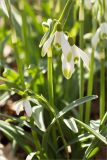 Galanthus nivalis. Верхушки побегов с цветками и кормящейся мухой (сорт 'Warei'). Санкт-Петербург, Ботанический сад Петра Великого, северный двор, цветник. 30.03.2025.