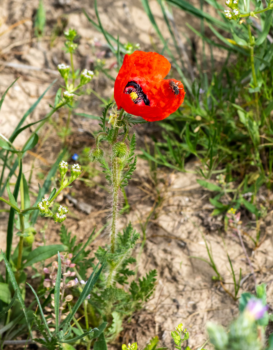 Изображение особи Papaver pavoninum.