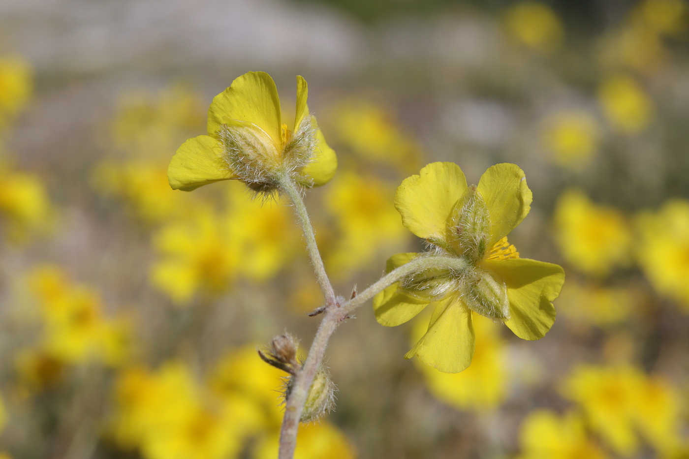 Image of Helianthemum georgicum specimen.