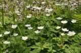 familia Ranunculaceae. Верхушки цветущих растений. Приморский край, г. Владивосток, о. Русский, кампус ДВФУ, остатки широколиственного леса. 14.05.2025.