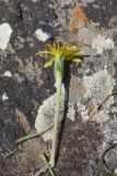 genus Tragopogon