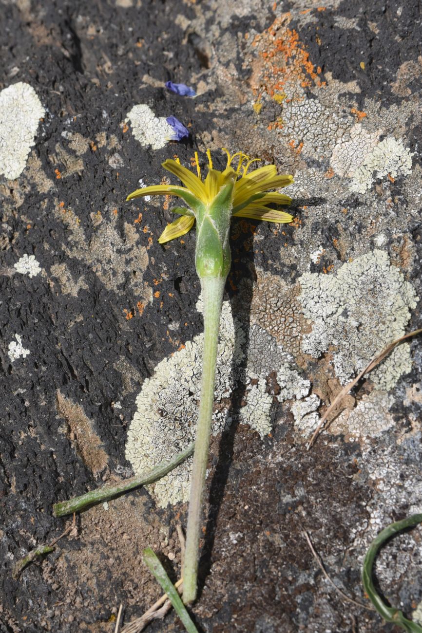 Image of genus Scorzonera specimen.