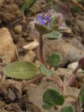 Veronica triloba