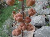 Eremurus lactiflorus