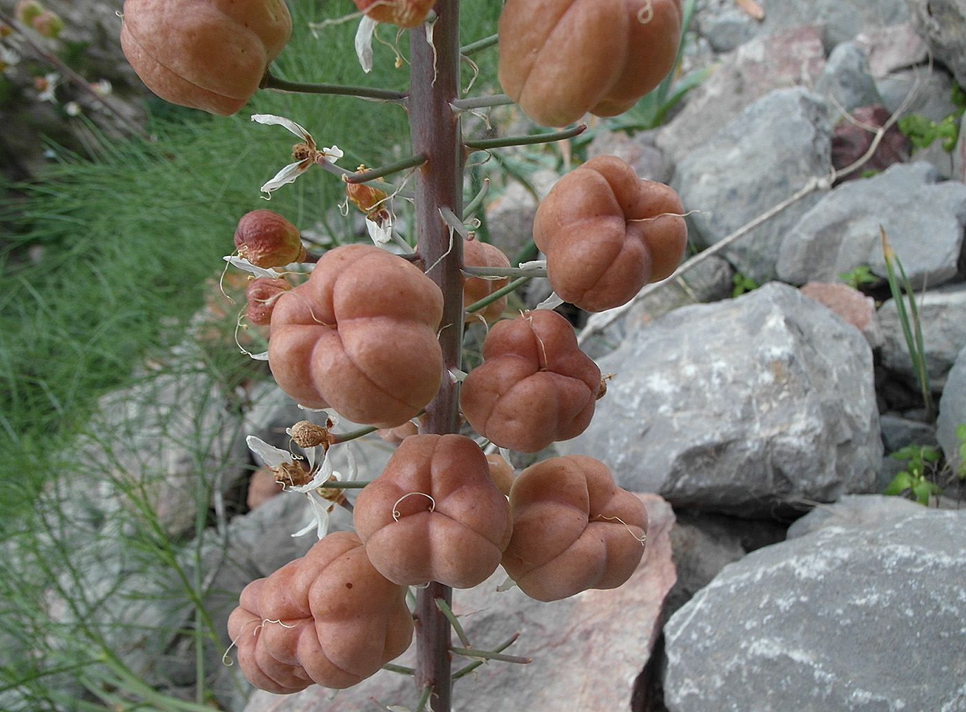 Image of Eremurus lactiflorus specimen.