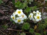Androsace lehmanniana