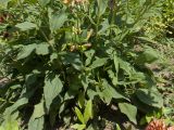 Echinacea purpurea