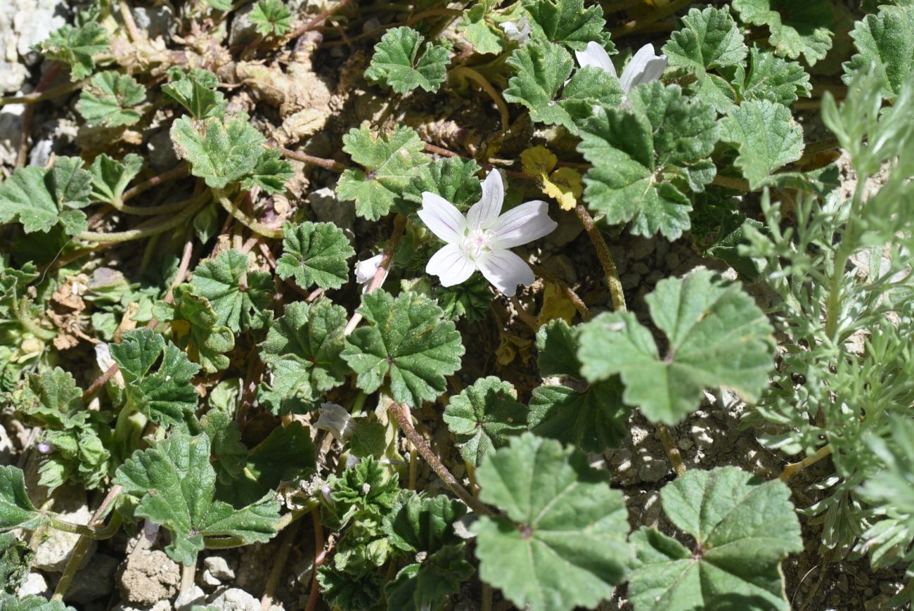 Изображение особи Malva neglecta.