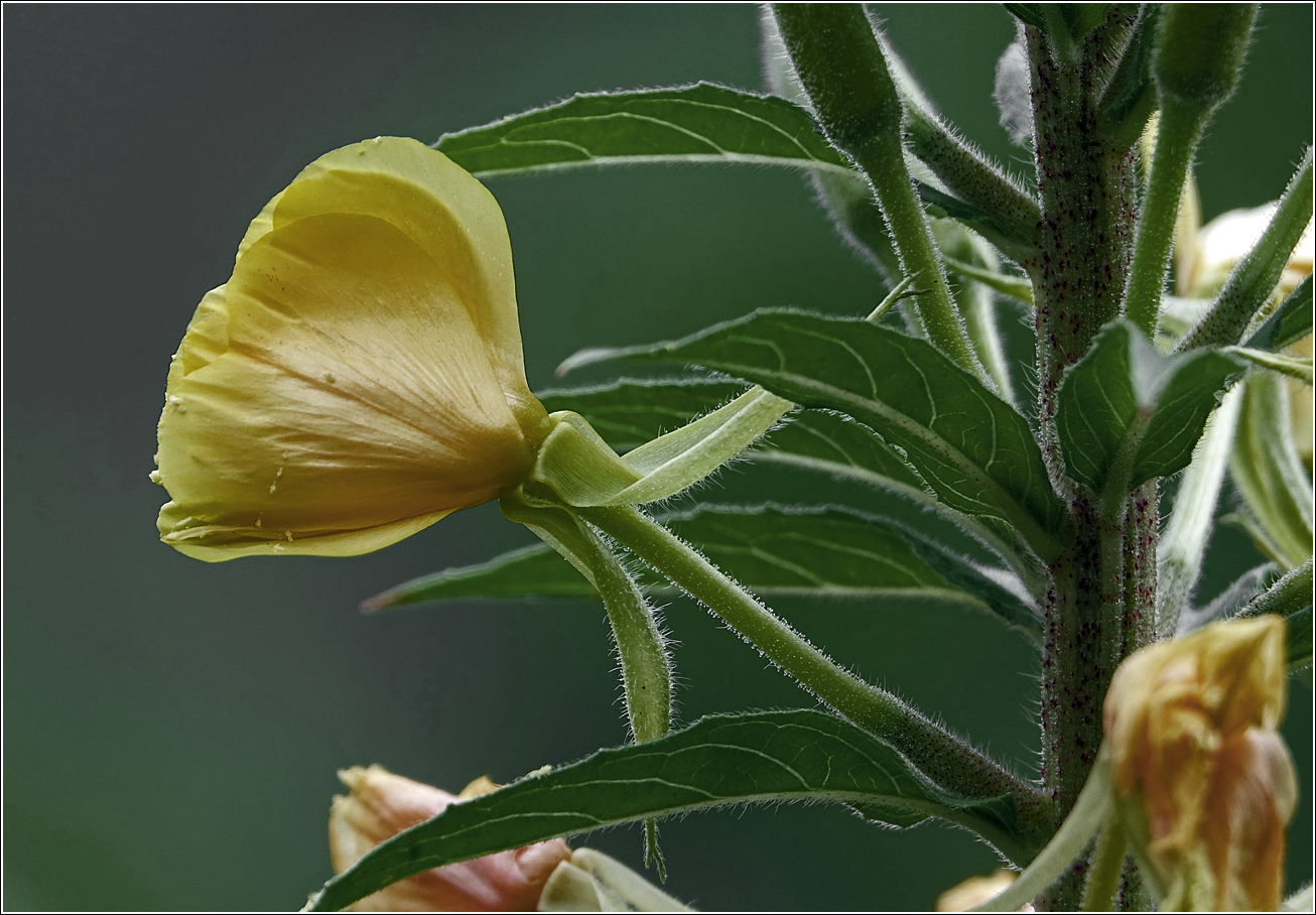 Image of Oenothera rubricaulis specimen.