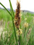 Carex cespitosa