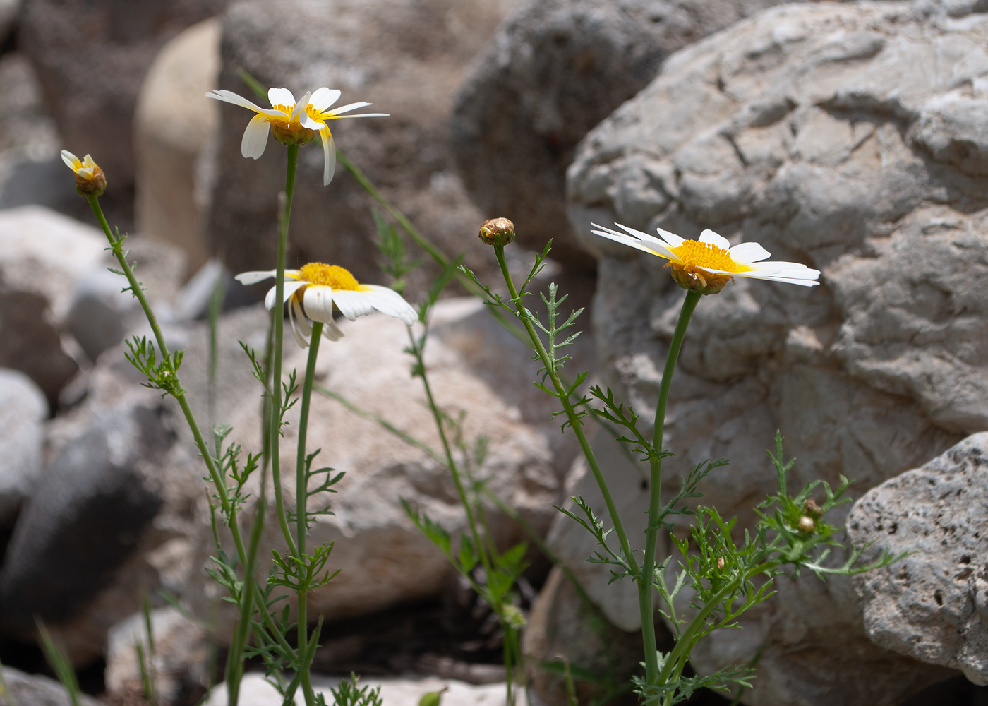 Image of Glebionis coronaria specimen.