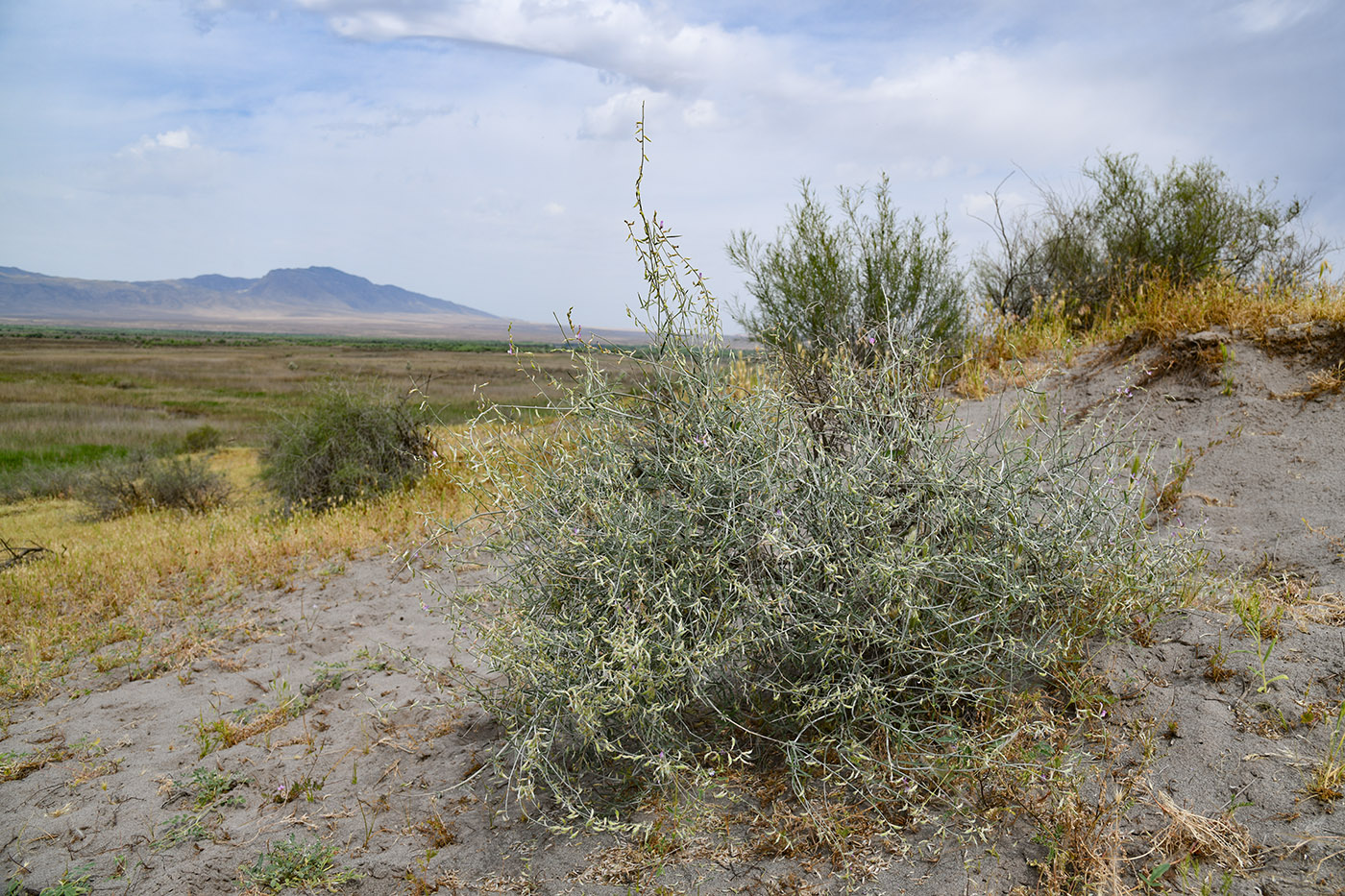 Image of Astragalus excedens specimen.