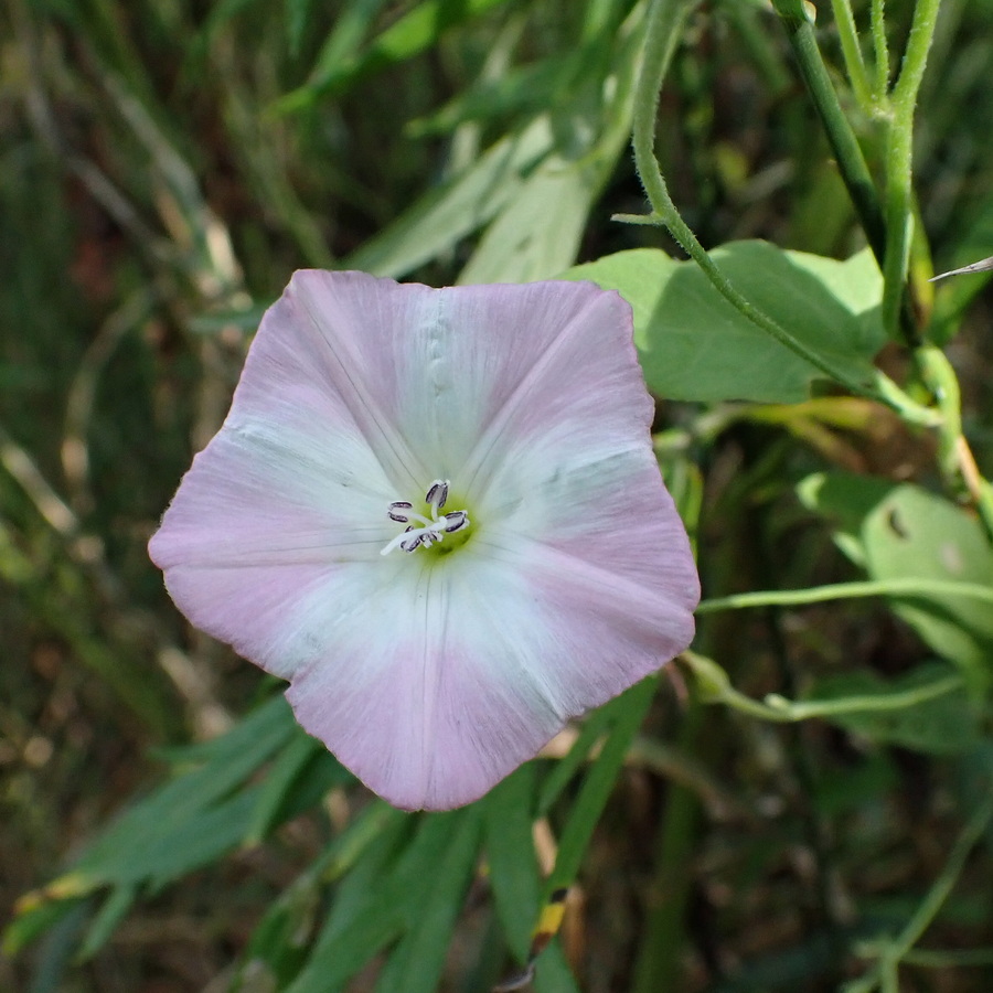 Изображение особи Convolvulus arvensis.