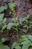 Platanthera bifolia
