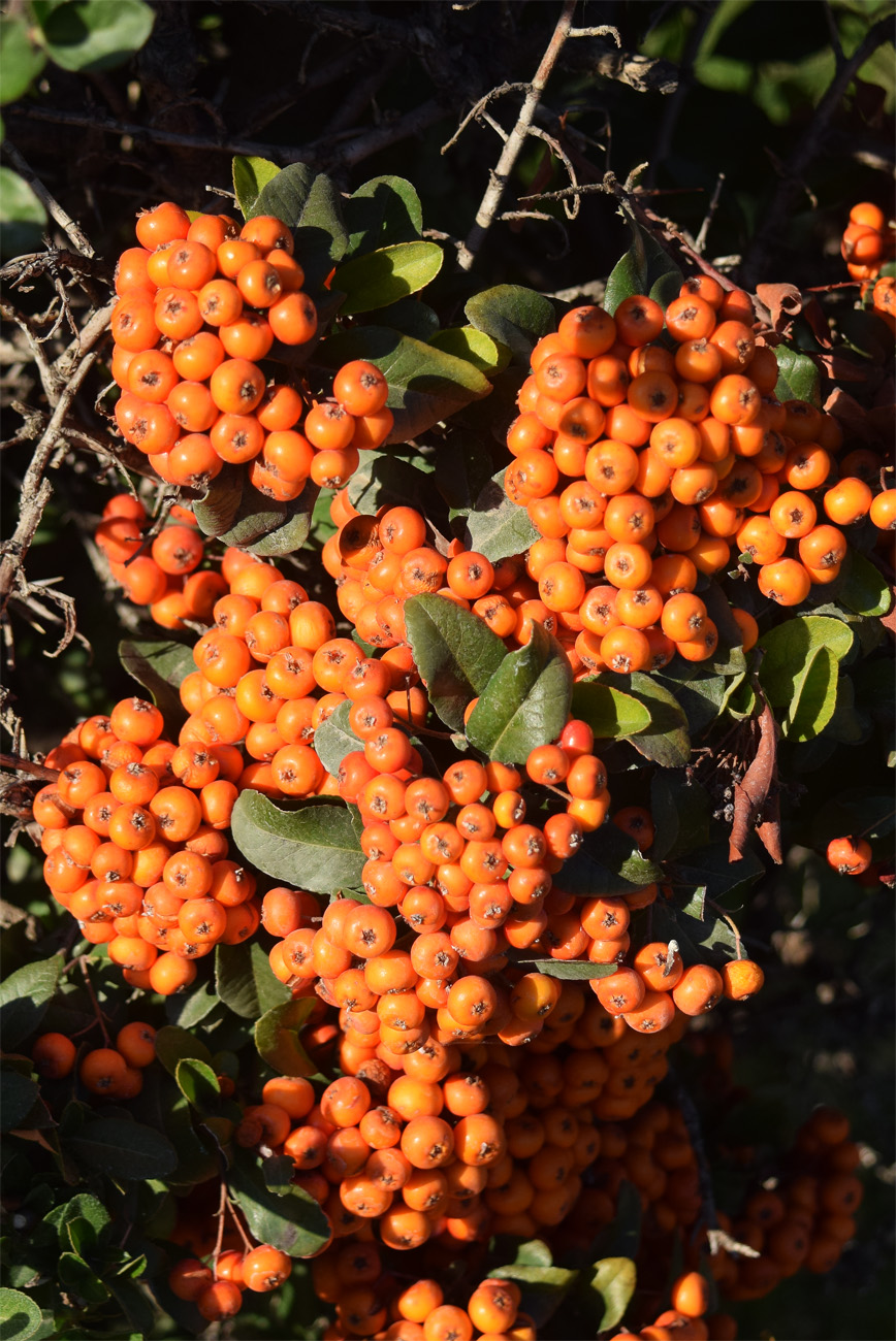 Изображение особи Pyracantha coccinea.