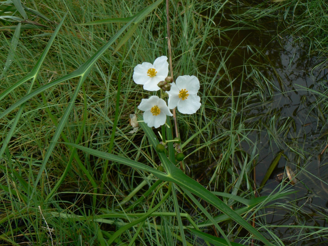 Изображение особи Sagittaria trifolia.