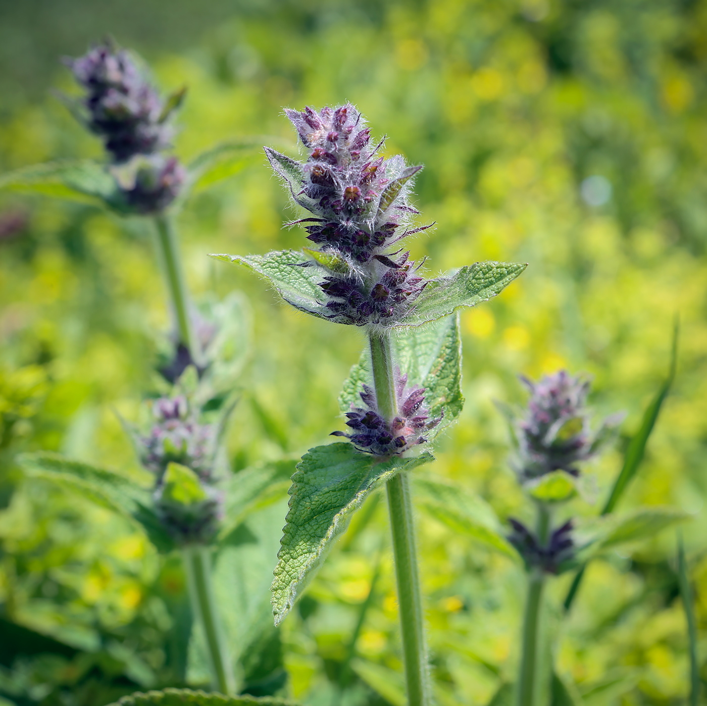 Изображение особи Stachys balansae.