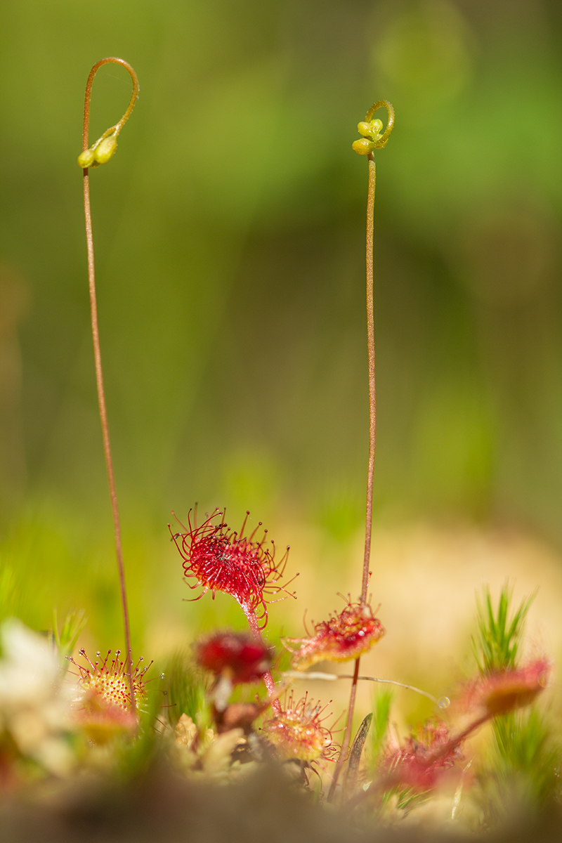 Изображение особи Drosera rotundifolia.